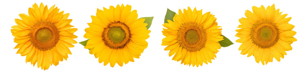 Obraz premium Bright sunflowers arranged elegantly on a white isolated background.