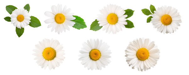 Fototapeta premium Daisies with bright yellow centers and green leaves on a white isolated background.
