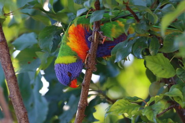 rainbow lorikeet