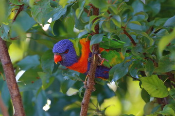 rainbow lorikeet