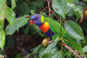rainbow lorikeet