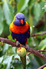 rainbow lorikeet