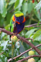 rainbow lorikeet