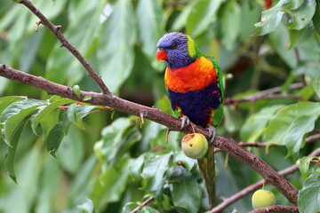 rainbow lorikeet