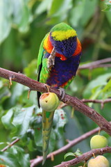 rainbow lorikeet