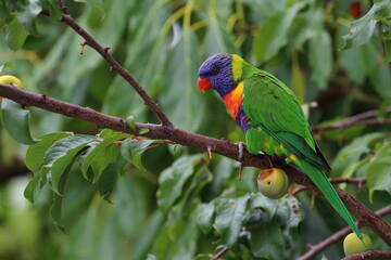 rainbow lorikeet
