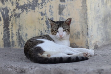 a white and gray cat is lying down relaxing while looking forward