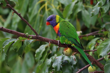 rainbow lorikeet