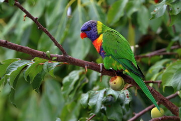 rainbow lorikeet