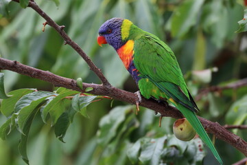 rainbow lorikeet