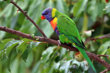 rainbow lorikeet