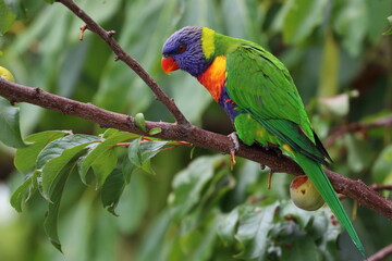rainbow lorikeet