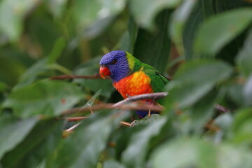 rainbow lorikeet