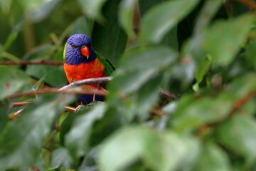 rainbow lorikeet