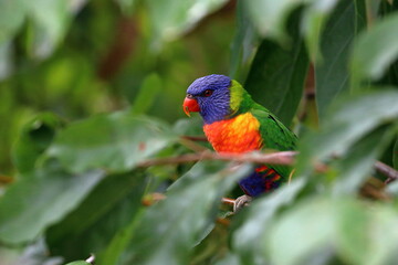rainbow lorikeet