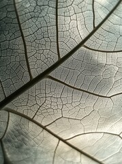 Close-up of leaf veins