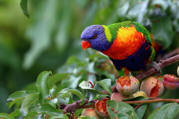 rainbow lorikeet