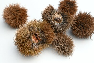 Japanese chestnut tree. Fagaceae deciduous tree. White insect-pollinated flowers bloom in early summer and the fruit ripens to brown in autumn.