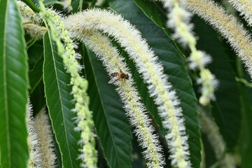 Fototapeta premium Japanese chestnut tree. Fagaceae deciduous tree. White insect-pollinated flowers bloom in early summer and the fruit ripens to brown in autumn.