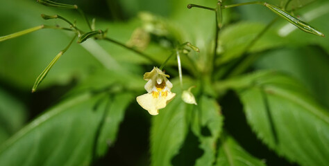 Touch-me-not with delicate flowers