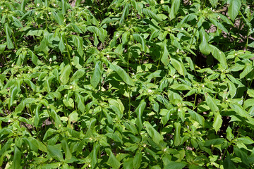 Touch-me-not with delicate flowers