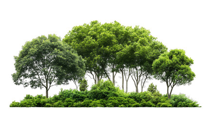 A cluster of lush green trees with dense foliage against a black background.