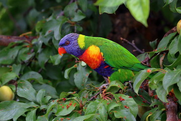 rainbow lorikeet