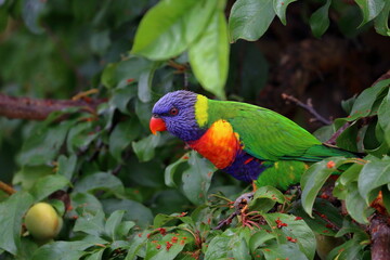 rainbow lorikeet