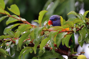 rainbow lorikeet