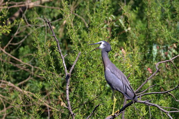 white-faced heron