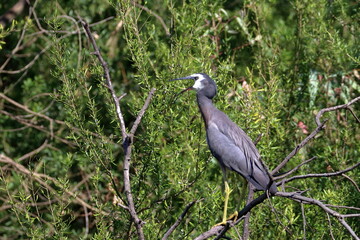 white-faced heron