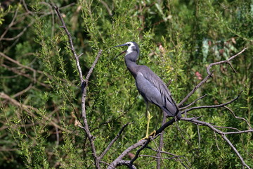 white-faced heron