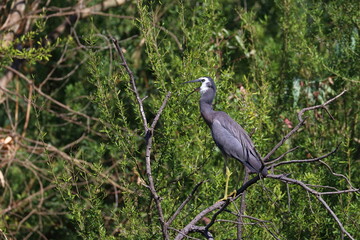 white-faced heron