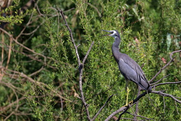 white-faced heron