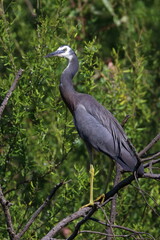 white-faced heron