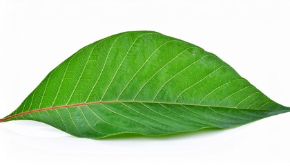 Obraz premium Cassava leaves on white background. Cassava leaves Isolated.