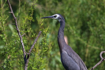white-faced heron