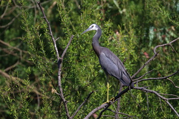 white-faced heron