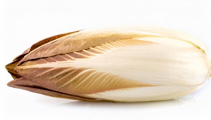 Chicory on white background. Chicory Isolated.
