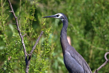 white-faced heron