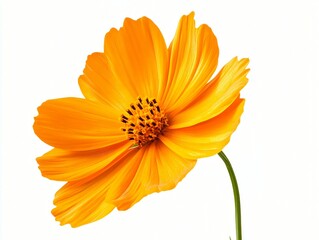 orange flower isolated on white