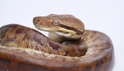 Fototapeta premium Borneo python snake