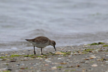 tern