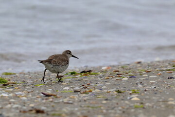 tern