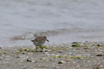 tern