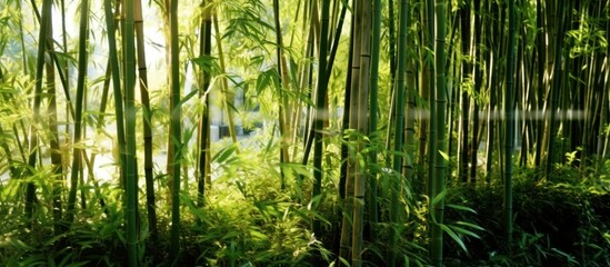 Obraz premium Bamboo Forest with Sunlight Filtering Through