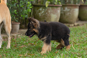 Adorable german shepherd purebred puppy playing outdoors in a garden