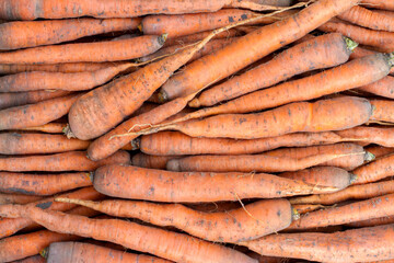 Harvest of natural organic carrots. Lots of fresh carrots.