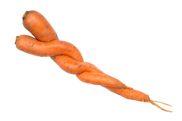 Two intertwined carrots on a white background. The carrots wrapped around the other carrots.
