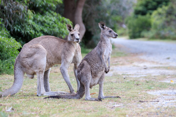 Two Kangaroos Observing in Their Natural Habitat